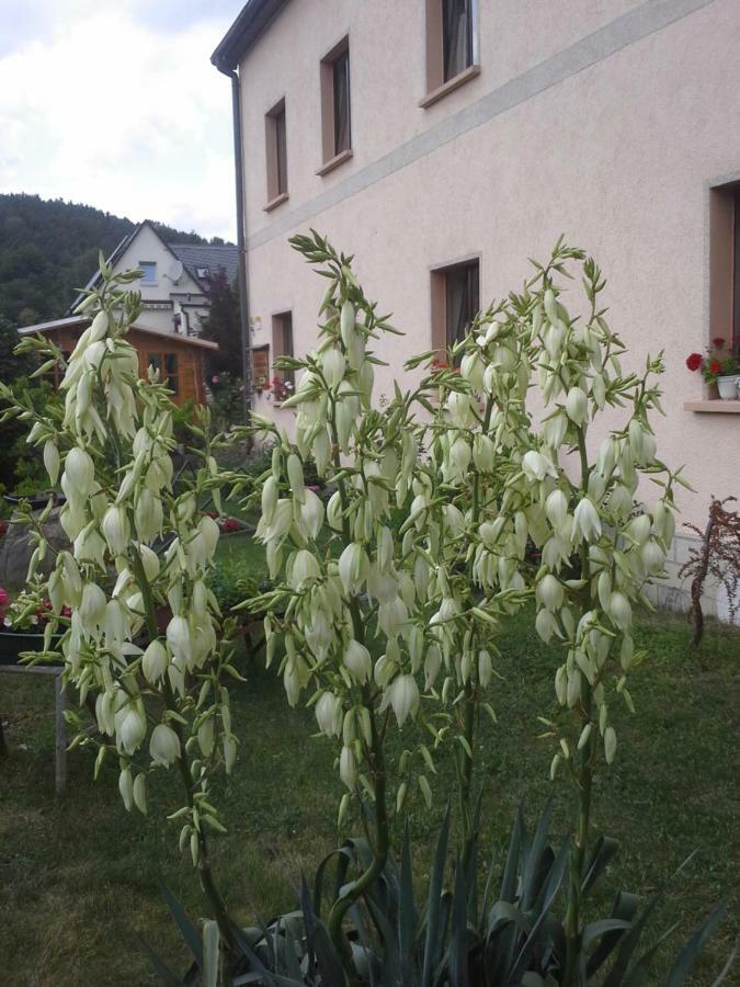 Ferienwohnung Buechsenhof Prossen Dış mekan fotoğraf